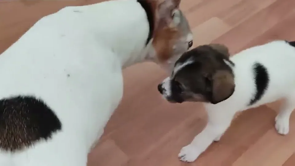 Bruce Springclean: Nase an Nase