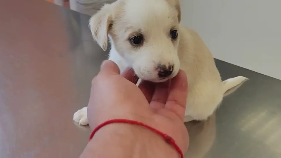Blake Shelter: Small but curious