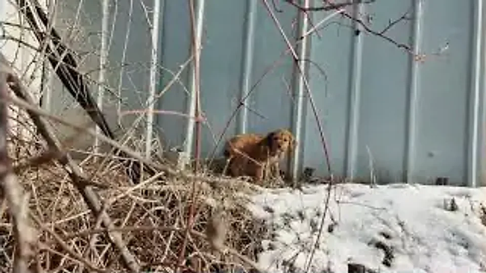 Chilly Eilish: Na neve, sem ninguém