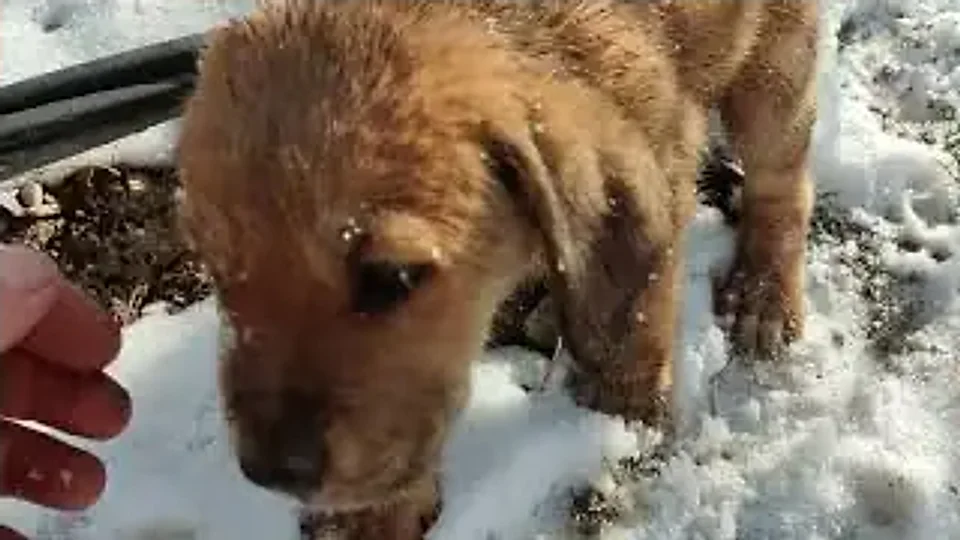 Chilly Eilish: Ela veio até nós
