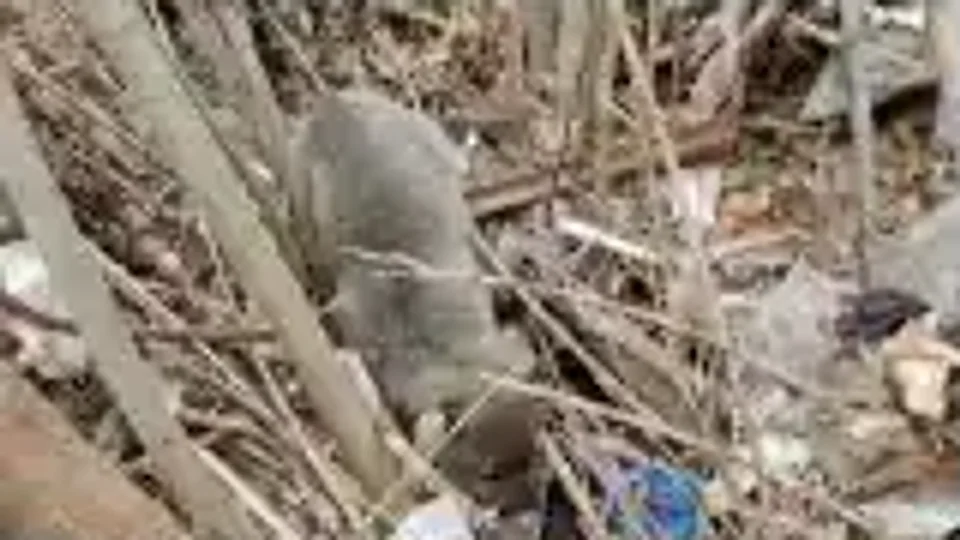 Clean Eastwood: Hiding in the bushes