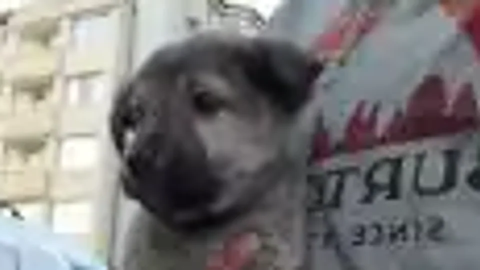 Clean Eastwood: A detour to the vet