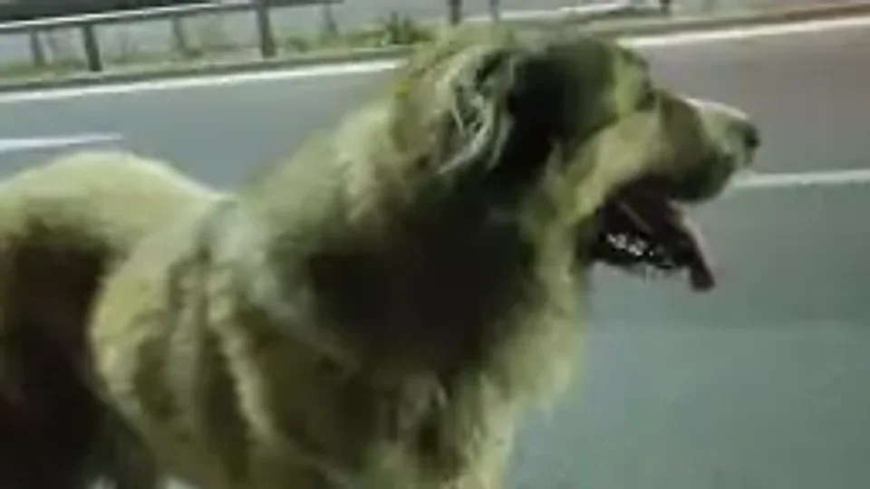 Corner O'Brien: A stray on the highway