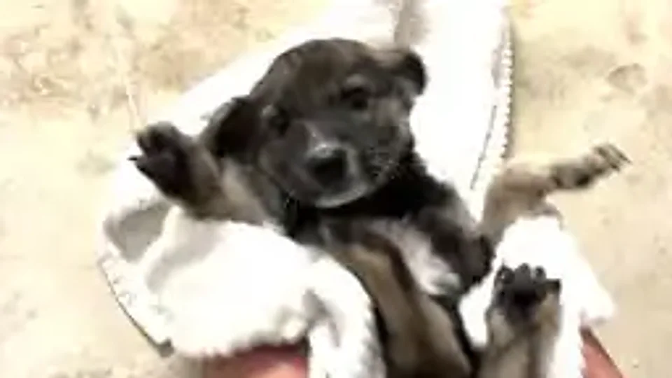 Corner O'Brien: The first cuddles