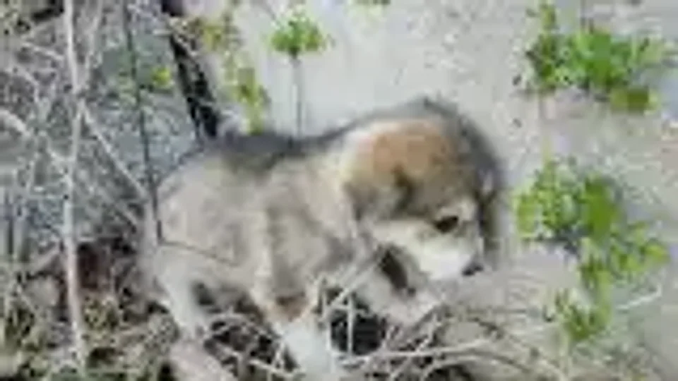 Chewlia Roberts: A puppy in distress