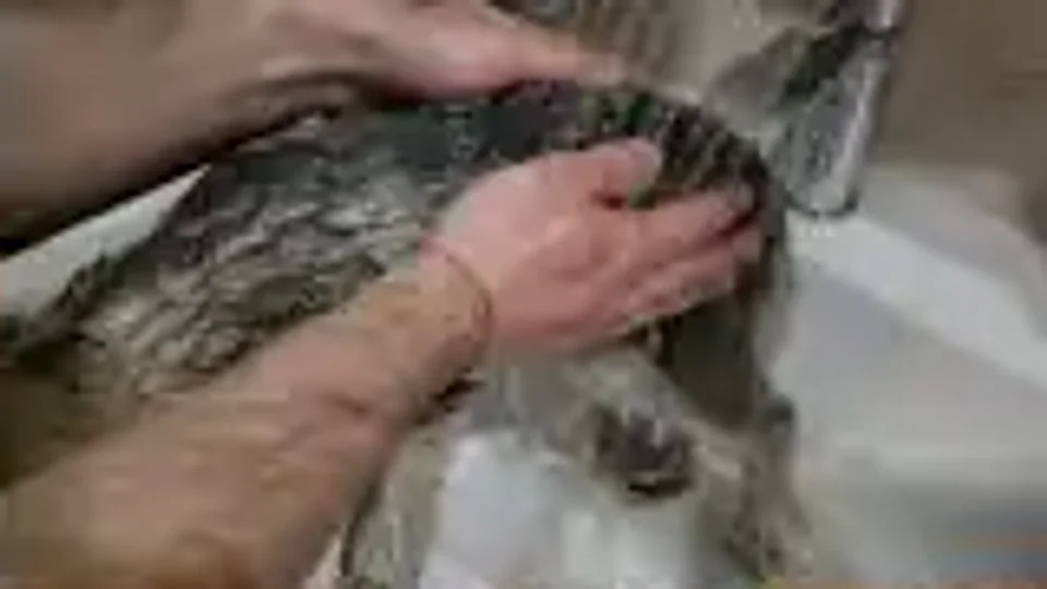 Chewlia Roberts: A bath in the sink