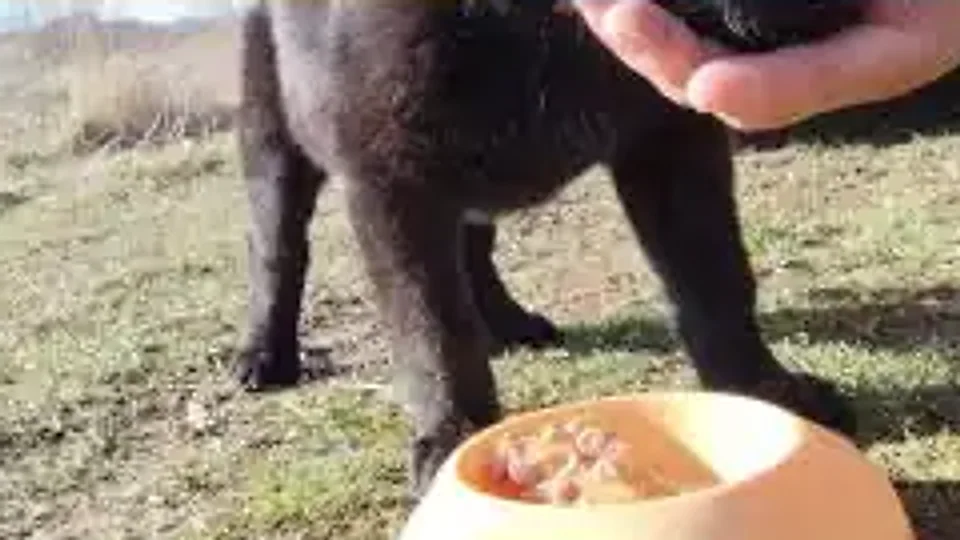 Carrie Undercart: demasiado recelosa para comer