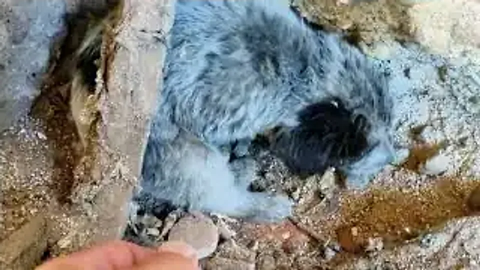Dolly Patchton: A baby in the rubble
