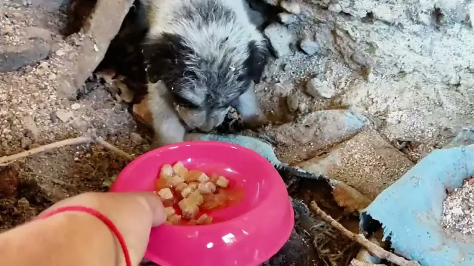 Dolly Patchton: Too scared to come out
