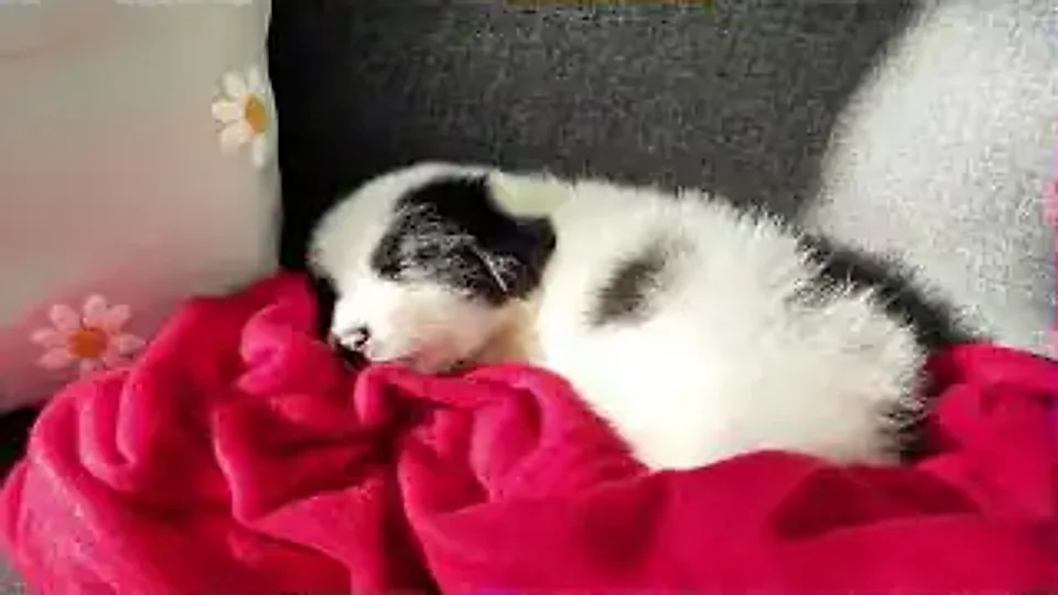 Dolly Patchton: Asleep after breakfast