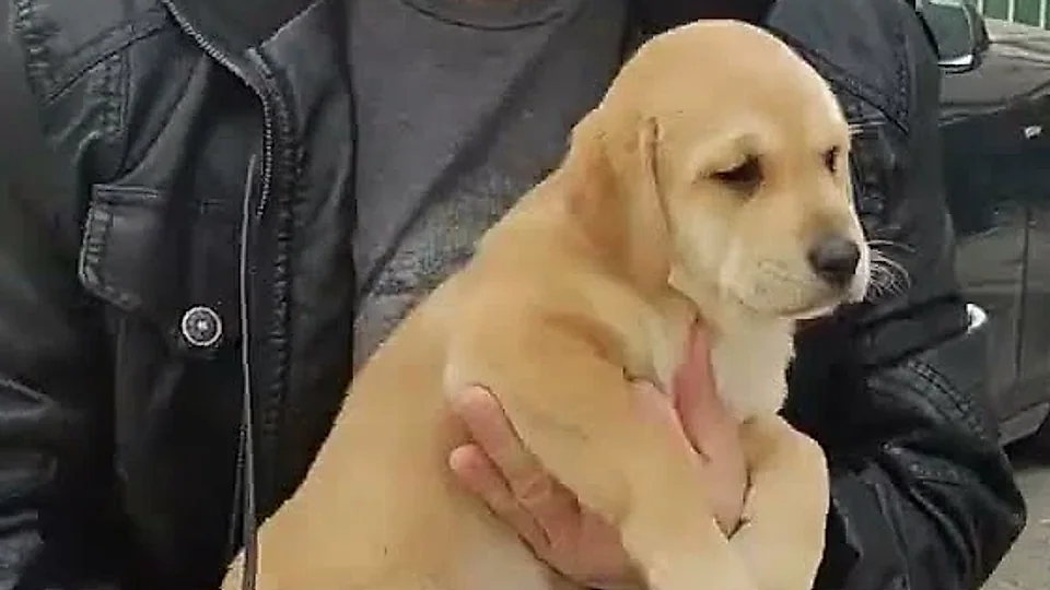 Dustin Timberlake: What the vet found