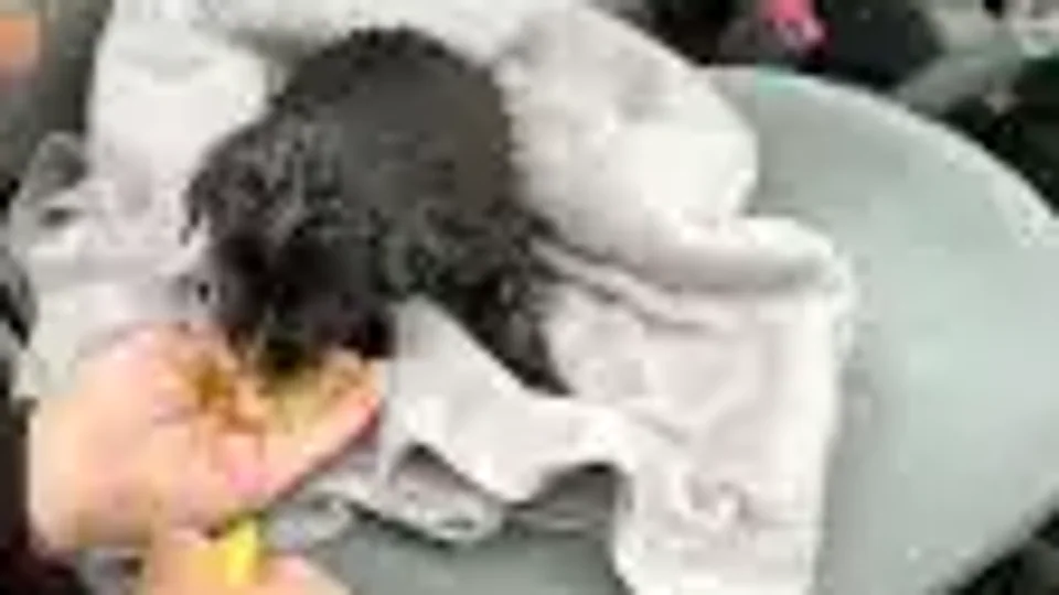 Emma Storm: το φαγητό που μας είχε απομείνει