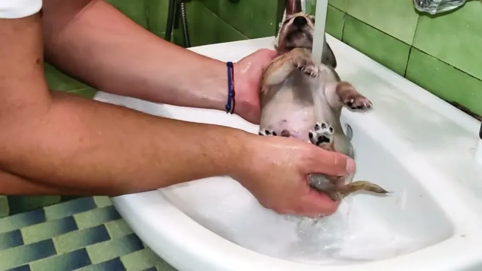 Keanu Retrieves: A sink just his size