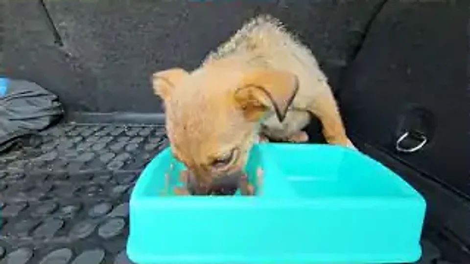 Hidey Klum: Water, then food