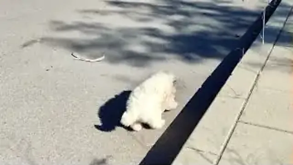Hairy Styles: A puppy near the railroad