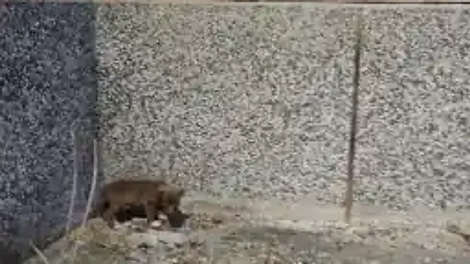 James Brownie: Alone by the wall