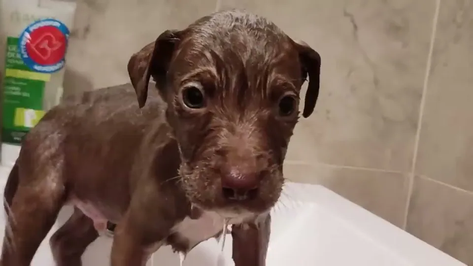 James Brownie: A brand new dog