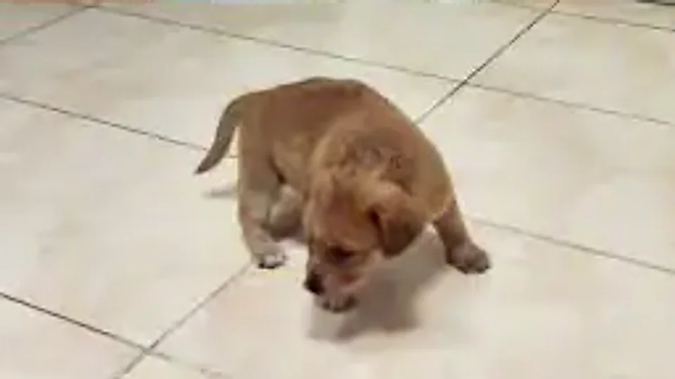 Keanu Retrieves: A little braver