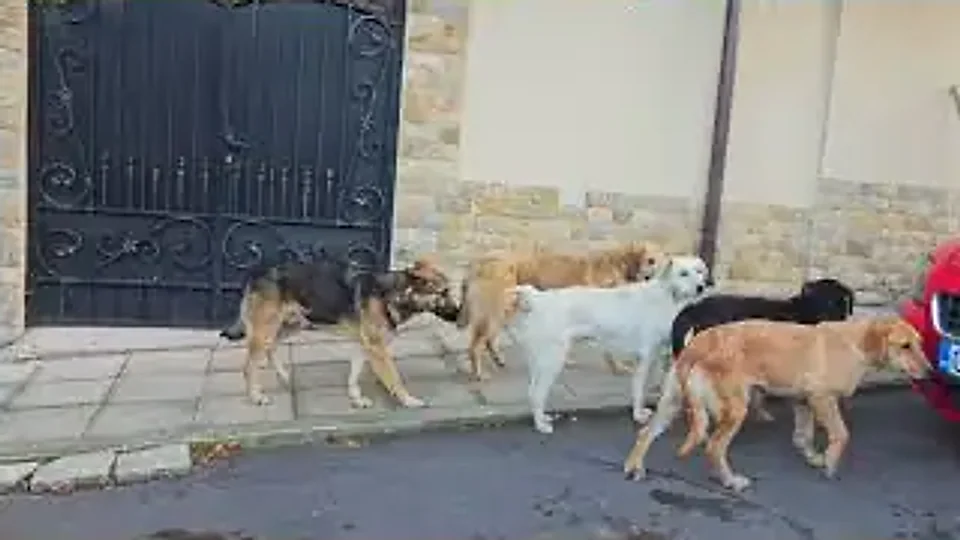Lana Del Hay: Following the big dogs