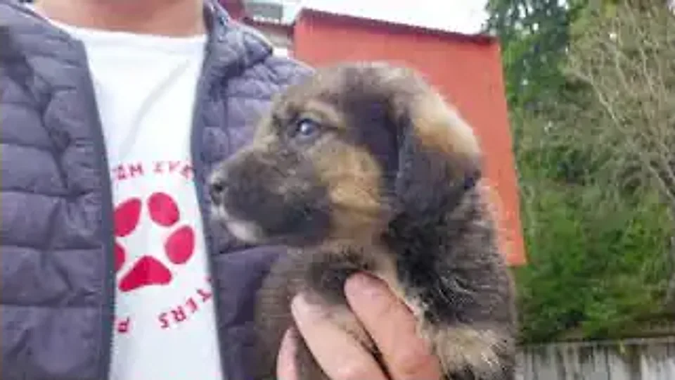Michael Bubblé: zpátky k autu