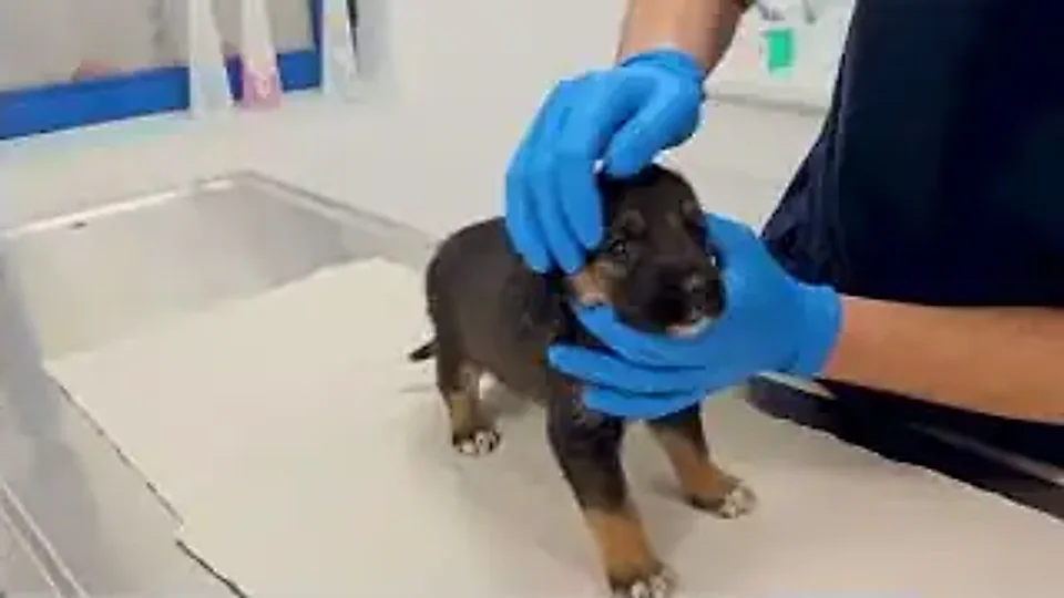 Michael Bubblé: na řadě u veterináře