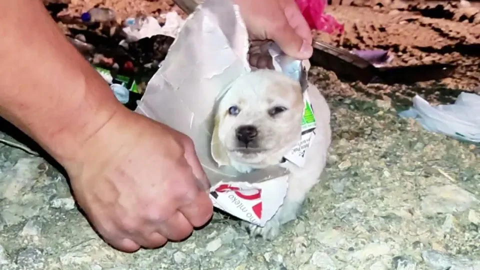 Milky Cyrus: ela nos deixou pegá-la