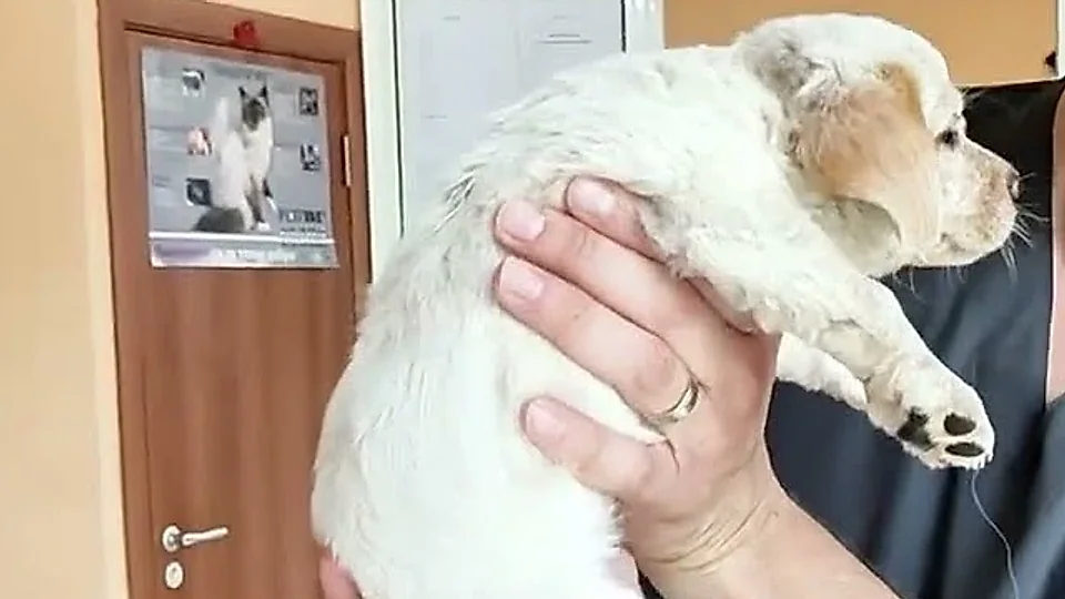 Milky Cyrus: suja, mas saudável