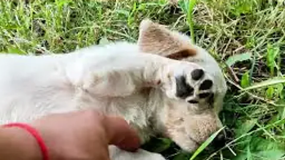 Milky Cyrus: grama sob as patas