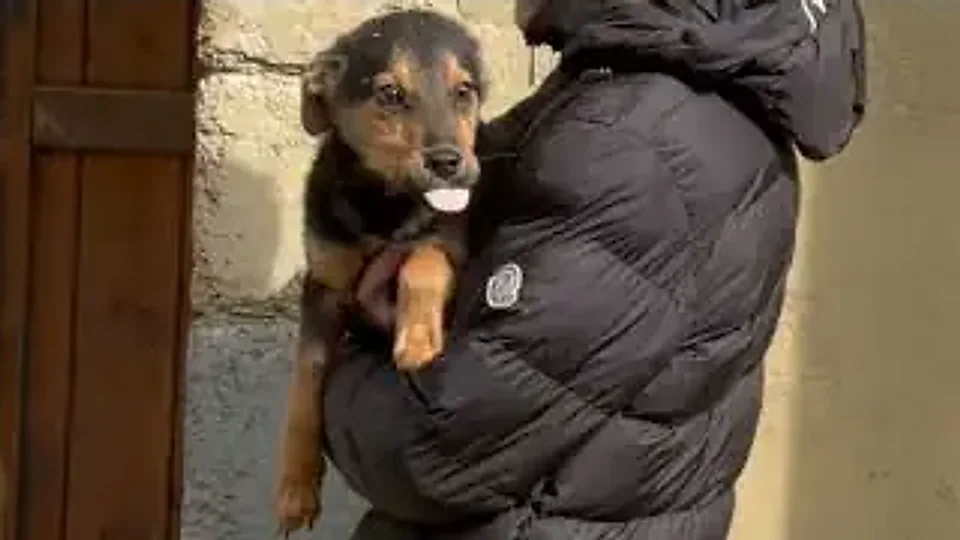 Mick Wagger: опашка, която не спираше