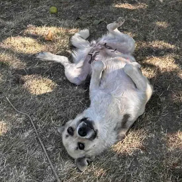 Rock, inzwischen erwachsen, wälzt sich auf dem Rücken im Gras
