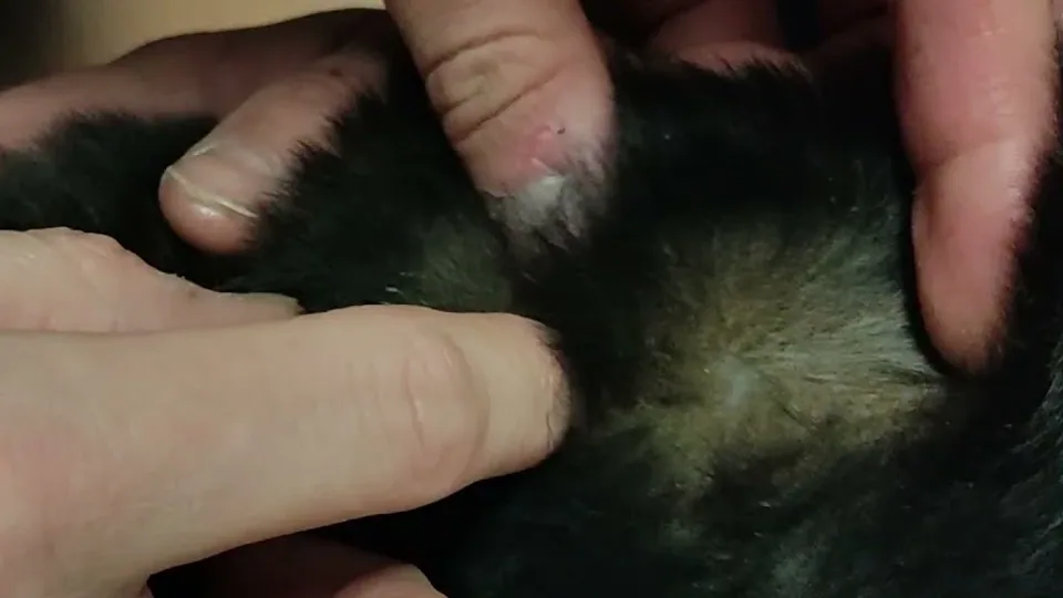 Palm Holland: pulci, ma niente pidocchi