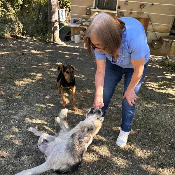 The same woman in her garden giving a treat to one dog while another watches
