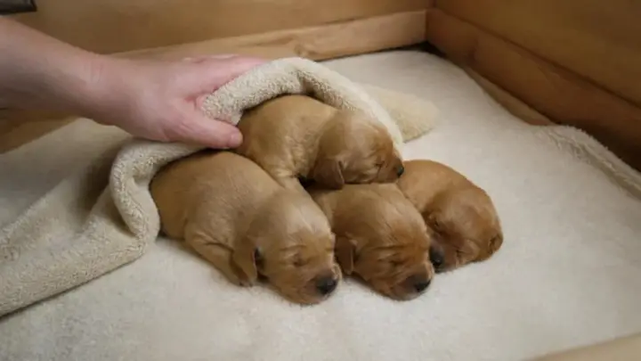 Four young puppies sleep huddled together on soft bedding in a wooden box while a hand lays a towel over them.