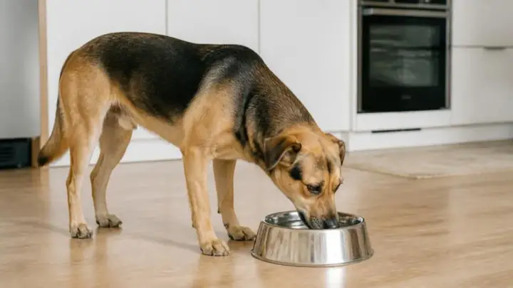 A black and tan dog stands on a wooden kitchen floor with its muzzle in a large metal bowl.