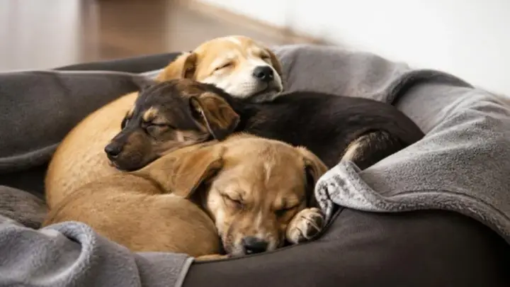 Three puppies, two tan and one black and tan, sleep piled together in a gray dog bed with a blanket.