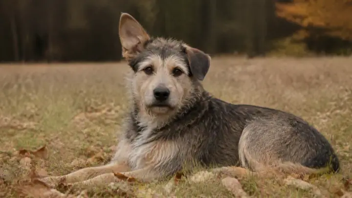 Bir kulağı dik, diğeri kıvrık gri-kahverengi melez bir köpek kuru sonbahar otlarının arasında yatıyor.
