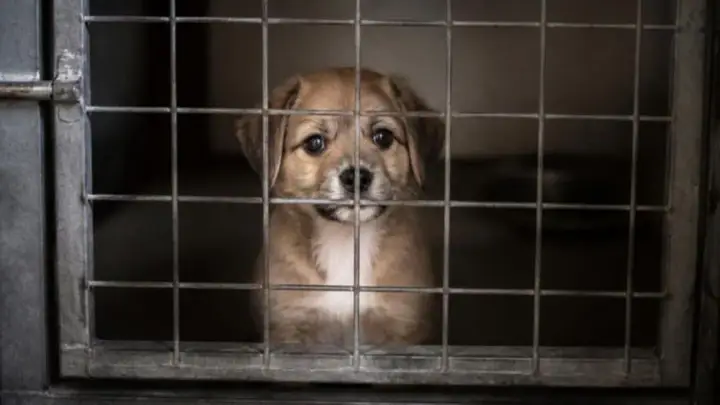 A small tan puppy with a white chest sits behind the wire mesh door of a dark kennel, looking out.