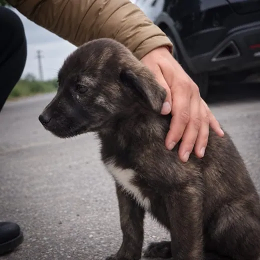 The same dog as a puppy on the day she was found