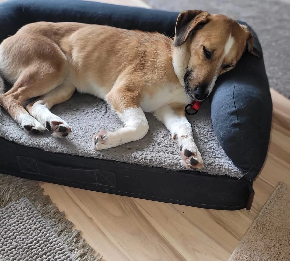 The Simeonovi family's dog asleep on her bed at home
