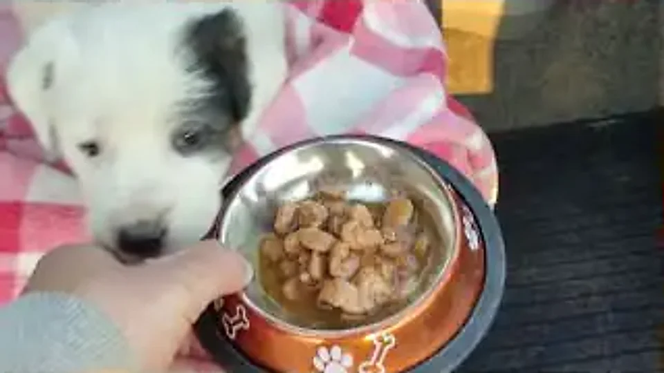 Shania Drain: Finding food by smell