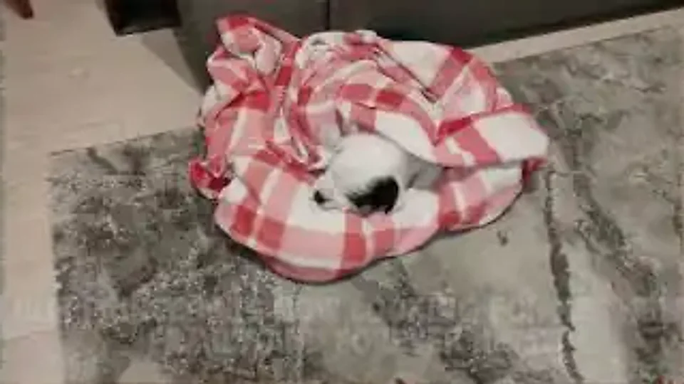 Shania Drain: Curled up in a blanket