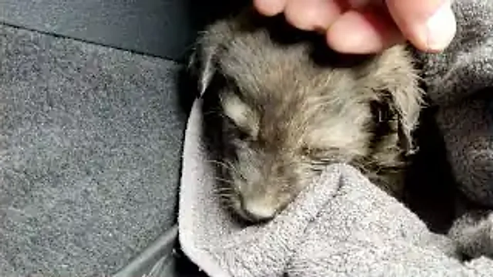Small Pacino: um filhote sem a mãe