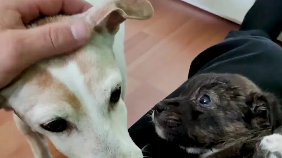 Small Pacino: ele começou a mudar