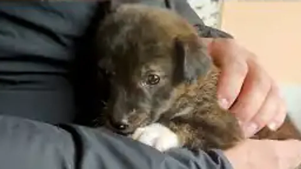 Small Pacino: não foi tão assustador