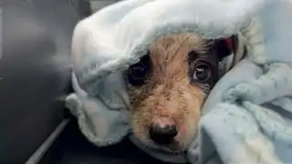 Soaky Robinson: Under a warm blanket
