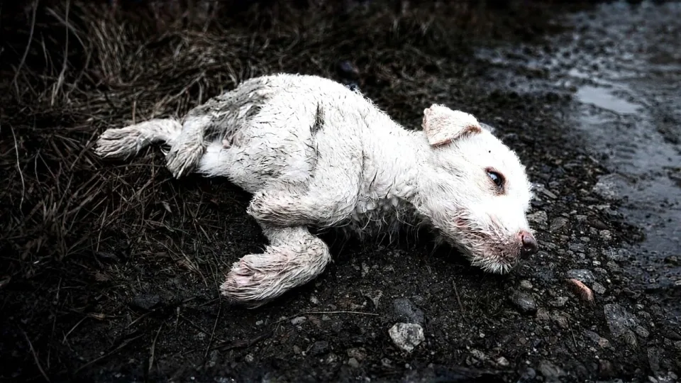 Tom Thanks: A puppy in danger
