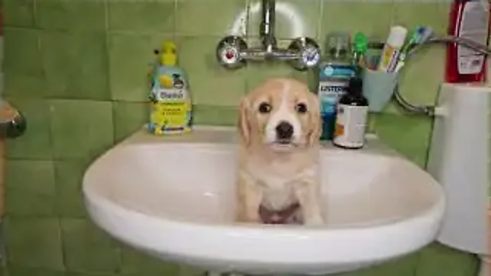 Tiny Turner: Brand new after a bath