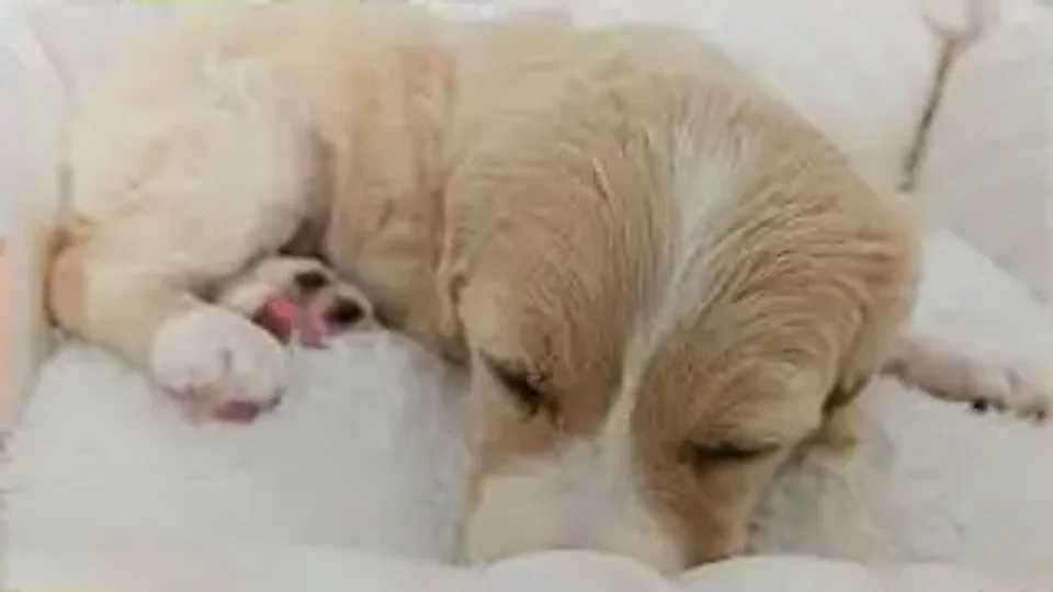 Tiny Turner: A long first day